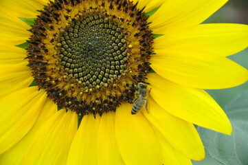 sunflower with bee
