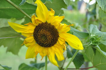 sunflower in the garden