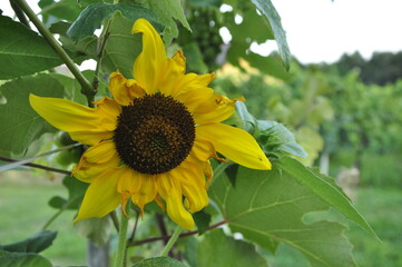 sunflower in the garden