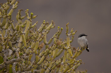 Southern grey shrike Lanius meridionalis koenigi on a Kleinia neriifolia. Agaete. Gran Canaria. Canary Islands. Spain.