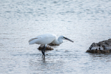 The small white heron or Little egret stands in the lake with fish in its beak.