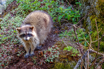 Racoon Putting on the Brakes