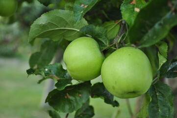 green tomatoes on a tree