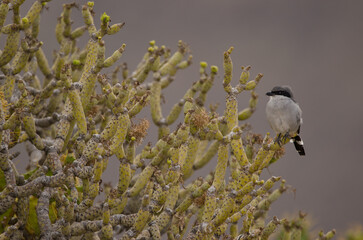 Southern grey shrike Lanius meridionalis koenigi on a Kleinia neriifolia. Agaete. Gran Canaria. Canary Islands. Spain.