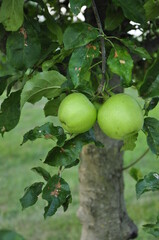 apples on tree