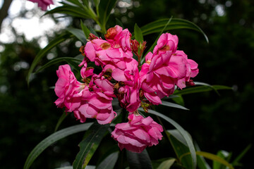 Hot Pink Exotic Flower 
