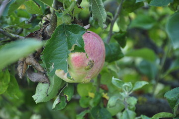dragon fruit on a tree