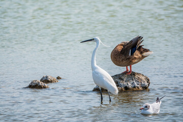 The small white heron or Little egret stands in the lake