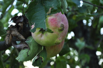 apple on tree