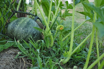 grass in the garden