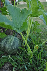 pumpkin in the garden