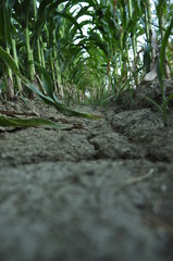 corn