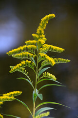 yellow flower on a green background
