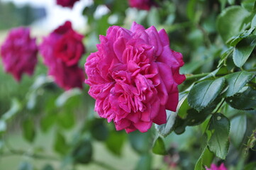 pink flowers