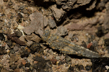 Gran Canaria sand grasshopper Sphingonotus guanchus. La Caleta beach. Agaete. Gran Canaria. Canary Islands. Spain.