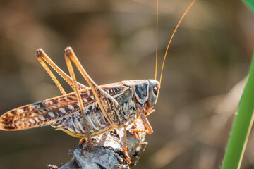 A large brown locust, Locusta migratoria, with a pattern on its body sits on branch among green vegetation in a summer garden.