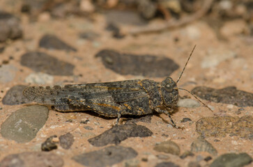 Gran Canaria sand grasshopper Sphingonotus guanchus. La Caleta beach. Agaete. Gran Canaria. Canary Islands. Spain.