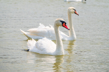 Two Graceful white Swans swimming in the lake, swans in the wild