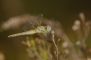 Female red-veined darter Sympetrum fonscolombii. La Caleta beach. Agaete. Gran Canaria. Canary Islands. Spain. © Víctor