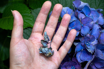 Dried flower next to blue hydrangea 