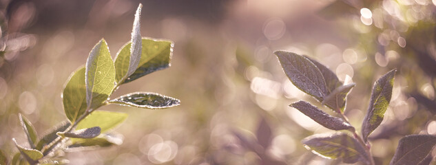 dewy leaves with nice soft artistic bokeh