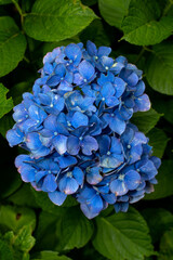 Blue hydrangea in a garden 