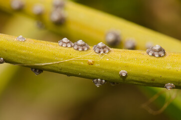 Cochineals Ceroplastes rusci parasitizing the pods of the shrub Periploca laevigata. Troya. Agaete. Gran Canaria. Canary Islands. Spain.