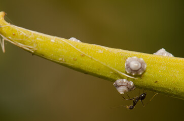 Ant eating the honeydew excreted by the cochineal Ceroplastes rusci. Troya. Agaete. Gran Canaria. Canary Islands. Spain.
