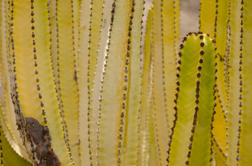 Trunks of Canary Island spurge Euphorbia canariensis. Agaete valley. Agaete. Gran Canaria. Canary Islands. Spain.