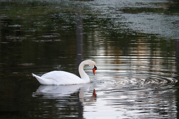 Mute Swan Reflection in the Water