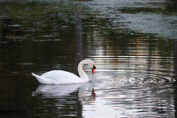 Fototapeta premium Mute Swan Reflection in the Water