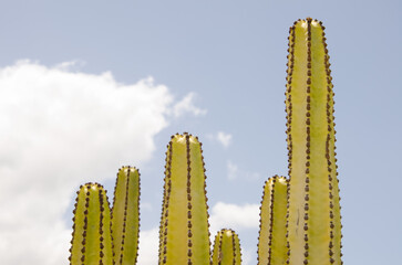 Trunks of Canary Island spurge Euphorbia canariensis. Agaete valley. Agaete. Gran Canaria. Canary Islands. Spain.