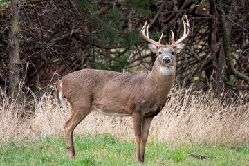 This large 10 point White Tail Buck keeps a close eye on me as I approach with my camers.