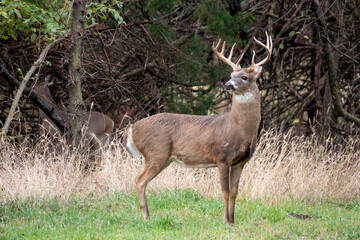 This White Tail ten point Buck is standing guard of a small heard of Doe deer in the trees behind him. - 521511451