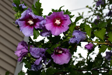 hibiscus flower tree after a storm 
