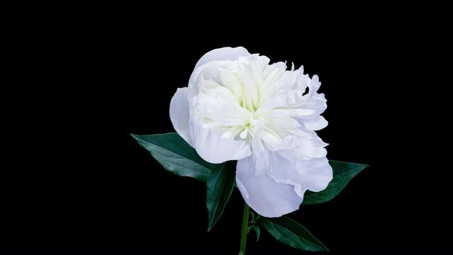 A beautiful white peony bloomed on a black background. Blooming peony flower open. Wedding background, Valentine's day concept. Timelapse video 4K UHD.