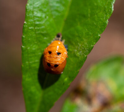 little orange ladybug larva 