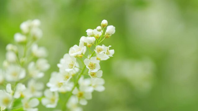 White flowers blooming bird cherry. Blooming grape cherry or prunus padus, in spring. Slow motion.
