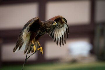 Selective focus shot of Harris's hawk (Parabuteo unicinctus)