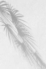 Shadow on the wall from the palm branch of the fan palm, background for design