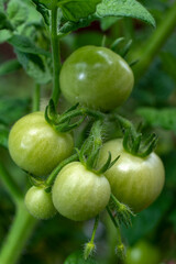 little green tomatoes in a vegetable garden 