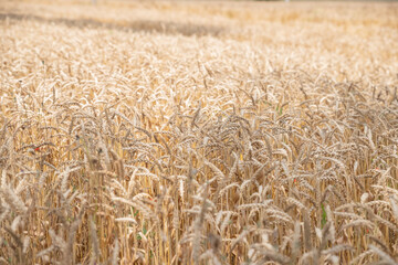 ripe ears of wheat on nature in summer sunset rays of sunshine, close-up macro.golden barley field.Wheat field. organic farm ready for harvest