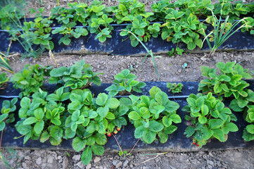 Growing strawberries using black film