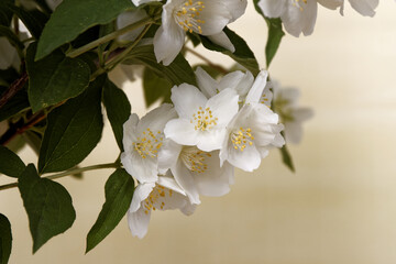 Jasmine blooming white flowers close-up..