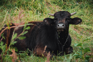 black cow on the grass