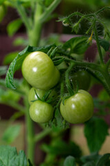 little green tomatoes on a vine 