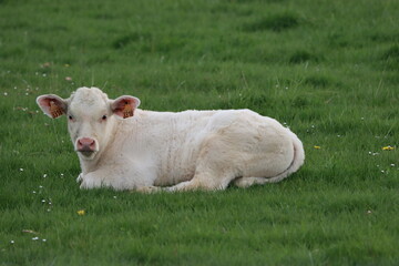 Veau couché dans son parc