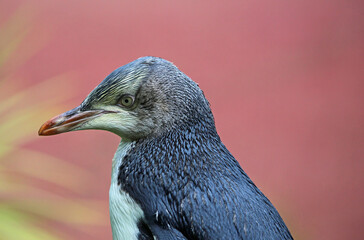 Penguin in left profile - New Zealand