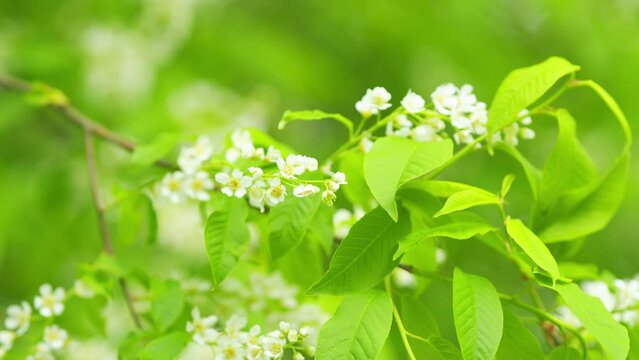 Blossoming bird cherry tree or prunus padus. Species of subgenus padus, which have flowers in racemes. Slow motion.