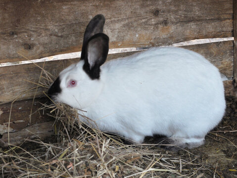 Pregnant female rabbit of California breed with hay in teeth for nest building